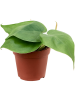 Филодендрон Scandens 12/tray  H12×W15 D9×7 см 
