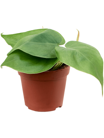 Филодендрон Scandens 12/tray  H12×W15 D9×7 см 