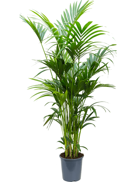 Кентия Howea Форстериана  H200×W60 D27×26 см 