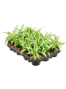 '' Хлорофитум Пучковидный Пёстролистный 12/tray  H17×W11 D9×8 см 