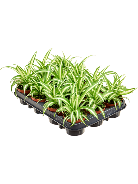 '' Хлорофитум Пучковидный Пёстролистный 12/tray  H17×W11 D9×8 см 