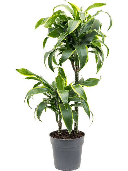 Драцена Fragrans 'Dorado'  H80×W25 D19×18 см 