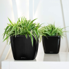 QUADRO LS