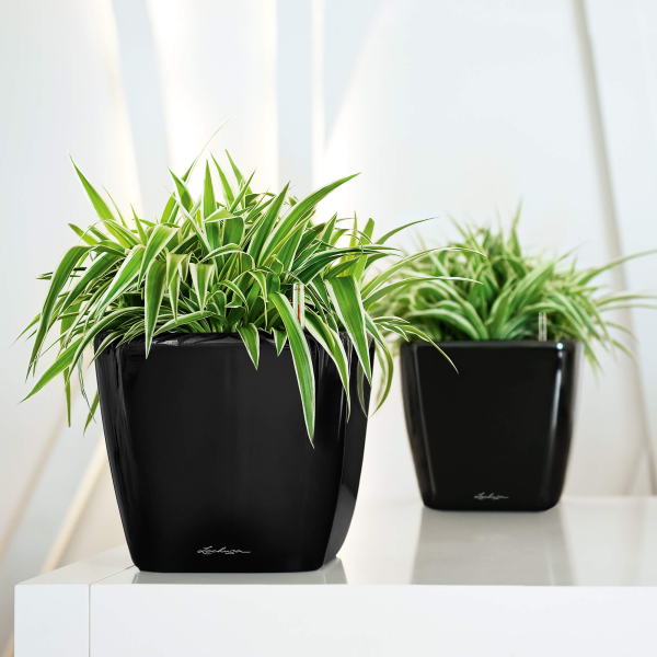 QUADRO LS