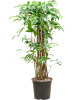 Драцена Surculosa 120-150  H120×W55 D27×25 см 