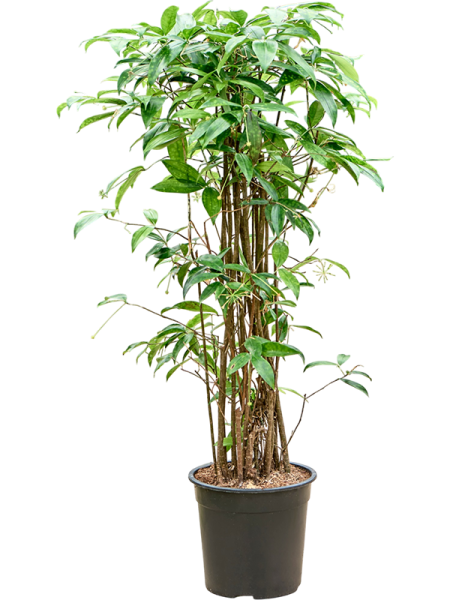 Драцена Surculosa 120-150  H120×W55 D27×25 см 