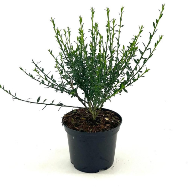 Cytisus 'Luna'  H40 D17 см 