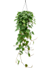 Филодендрон Scandens 150-180  H80×W40 D28×17 см 