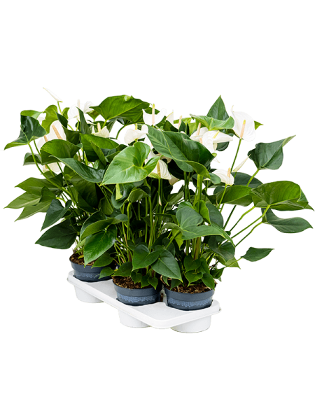 Антуриум Андрея 'Sierra White' 4/tray  H65×W35 D17×14 см 