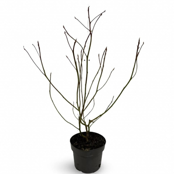Cornus Controversa  H80 D21 см 