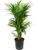Кентия Howea Форстериана  H120×W60 D27×26 см 