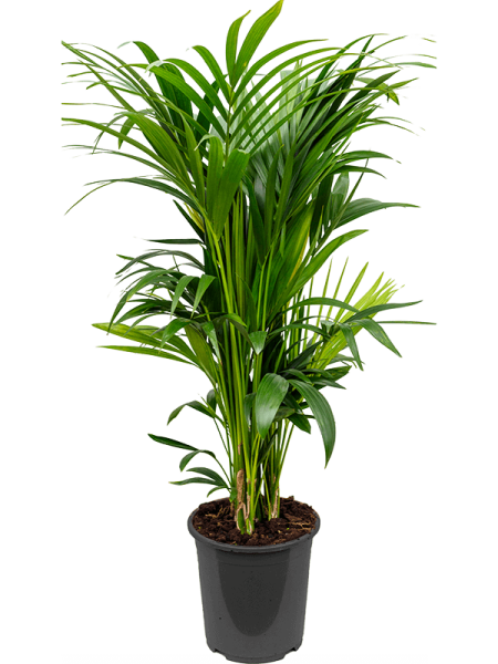 Кентия Howea Форстериана  H120×W60 D27×26 см 