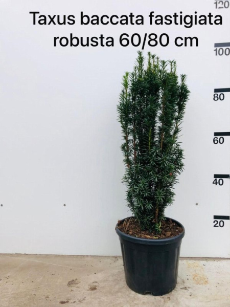 Тис Ягодный 'Fastigiata Robusta'  H90 D29 см 