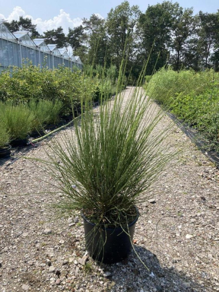 Cytisus Praecox 'Albus'  H150 D40 см 