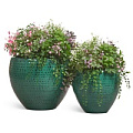 TREEZ Effectory - Wild and Precious