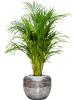 Дипсис Арекa Желтоватый  H100×W45 D21×19 см 