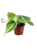 Филодендрон Scandens 'Brasil' 12/tray  H20×W15 D9×7 см 