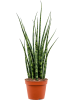 Сансевиерия Cylindrica 'Fernwood Mikado' 4/tray  H50×W20 D14×11 см 