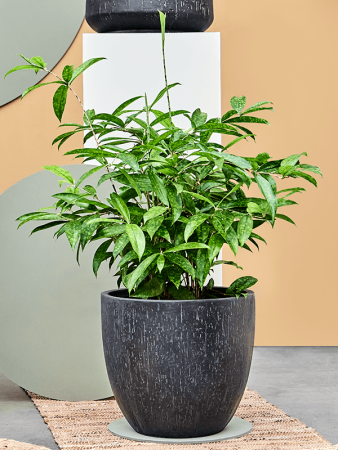 Baq Капля Дождя Купелла Антрацитовый D37×33 см
