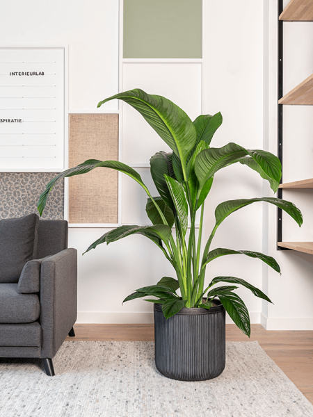 Baq Vertical Rib Цилиндр Антрацитовый D23×24 см