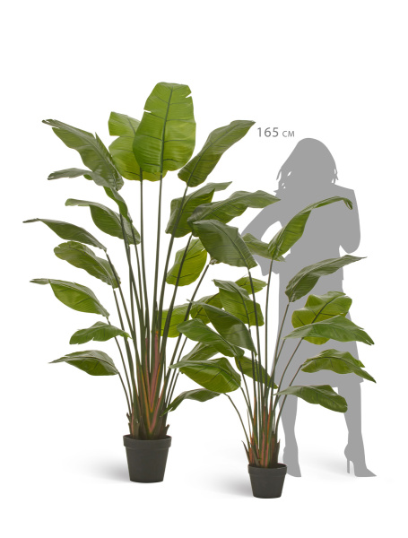 Стрелиция Traveller (Sensitive Botanic)