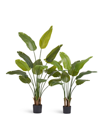 Стрелиция New Style (Sensitive Botanic)