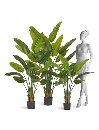 Стрелиция New Style (Sensitive Botanic)