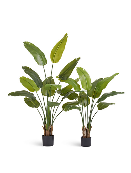 Стрелиция New Style (Sensitive Botanic)