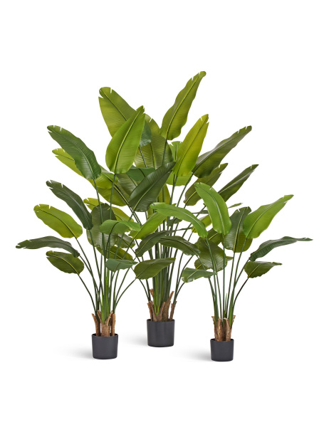Стрелиция New Style (Sensitive Botanic)