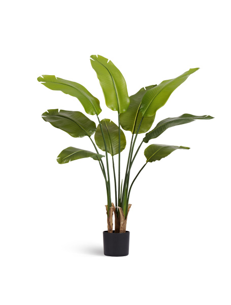 Стрелиция New Style (Sensitive Botanic)