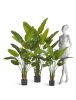Стрелиция New Style (Sensitive Botanic)