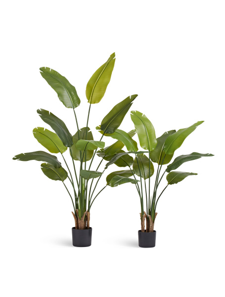 Стрелиция New Style (Sensitive Botanic)