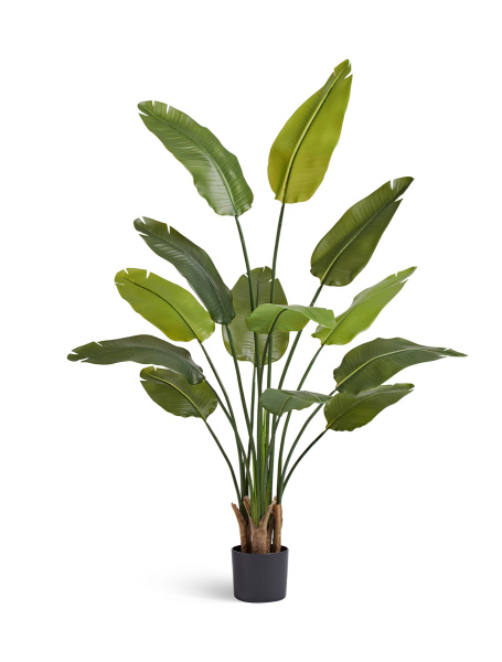 Стрелиция New Style (Sensitive Botanic)