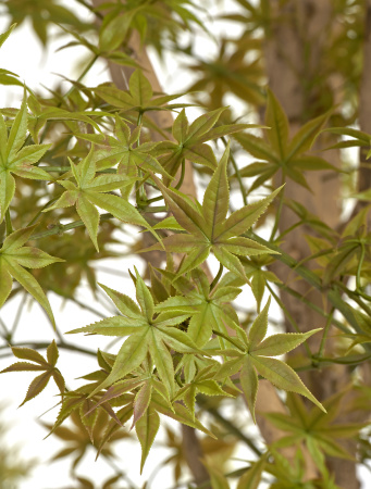 Гигантский Японский клён Баттерфляй