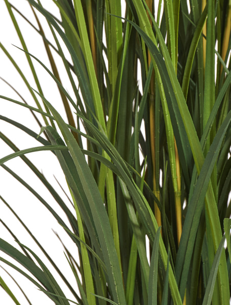 Трава Тростник куст