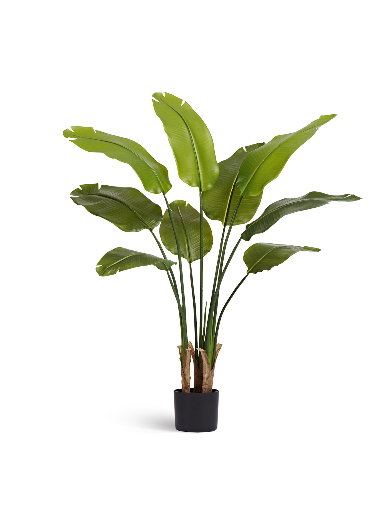 Стрелиция New Style (Sensitive Botanic) — 10.072434N/UVG