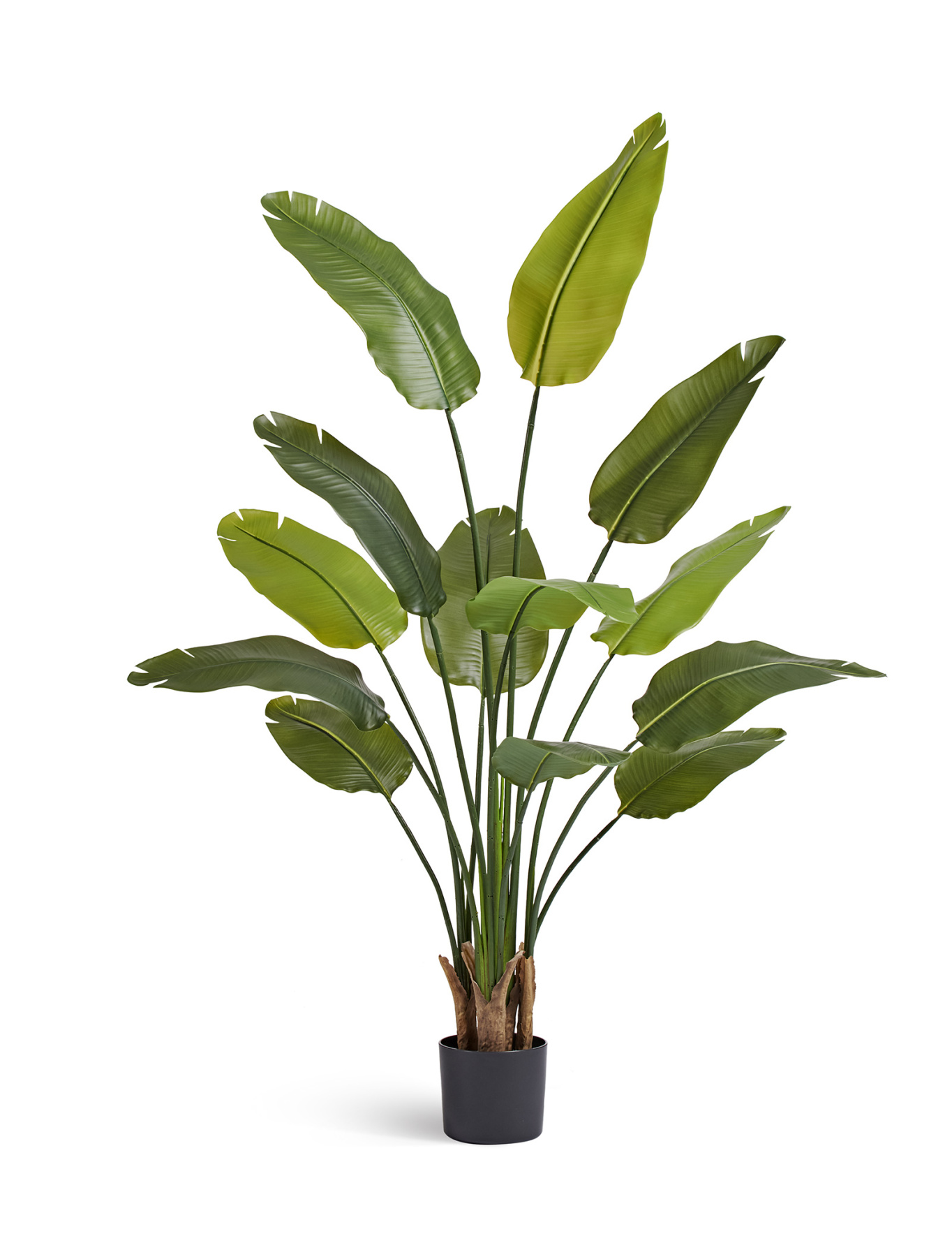 Стрелиция New Style (Sensitive Botanic) — 10.072435N/UVG