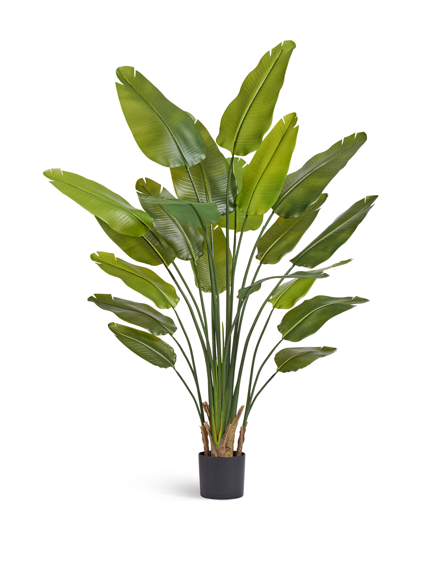 Стрелиция New Style (Sensitive Botanic) — 10.072436N/UVG