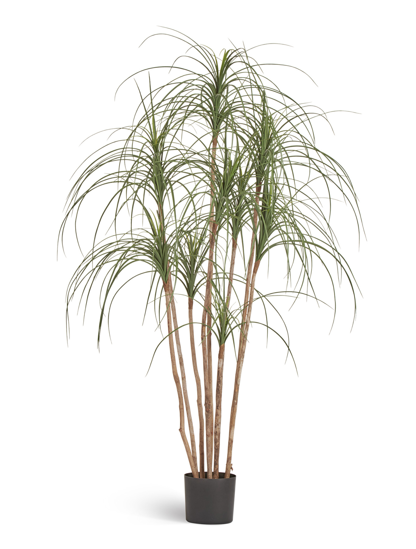 Нолина Нитида — 10.37105N