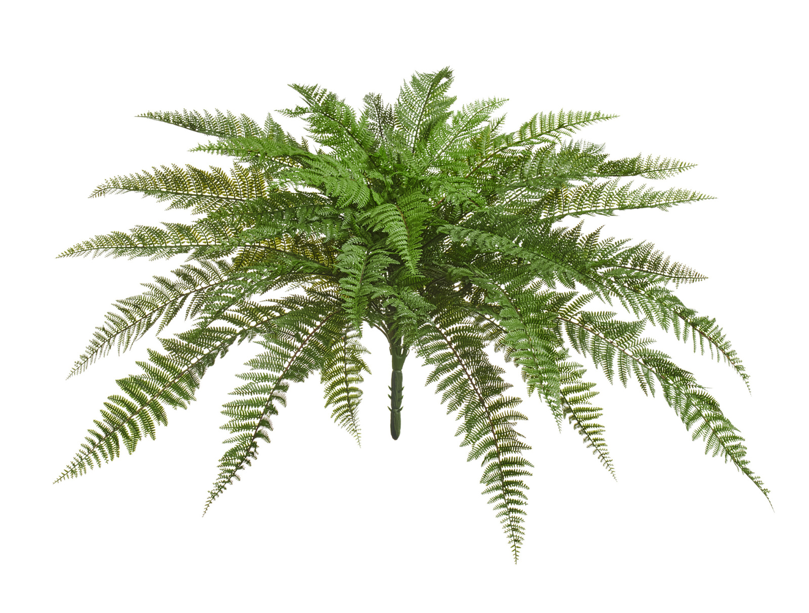 Папоротник Вудвардия большой — 20.0224078N